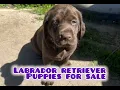 Labrador Retriever Puppies For Sale in Stockton