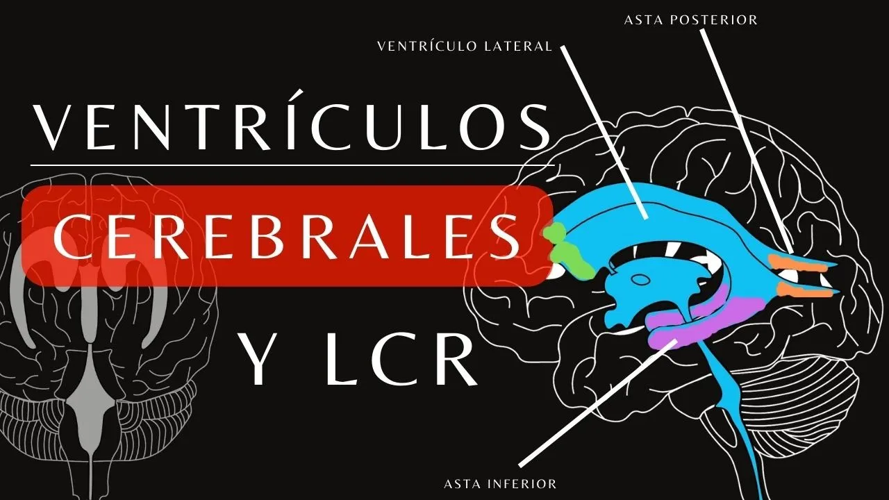 Anatomía del Sistema Ventricular y Líquido Cefalorraquídeo. Circulación LCR ¡Explicación Sencilla!