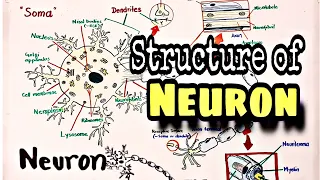 neuron neuron structure nervous system