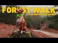 Download Lagu [NO ADS] Video Voor Honden 🐕 Virtuele hondenwandeling 🌲 Rustgevende Muziek Voor Honden