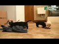 Playful Miniature Dachshund Puppies