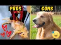 Pros and Cons of Owning a Golden Retriever