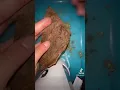 How To Roll A Backwood For Beginners THE RIGHT WAY