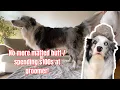 Grooming my Australian Shepherd Border Collie At Home STEP BY STEP ROUTINE