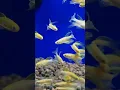 Download Lagu Amazing golden longfin zebra danio fish tropical aquarium danios