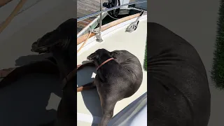 #fyp #dream #sailing #doberman #wildlife