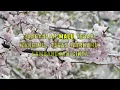 Momonon - Bunga (VERSI KARAOKE)