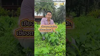  ผักชนิดใดที่ช่วยลดน้ำตาลในเลือดได้ และมีสารอะไรที่ทำหน้าที่นั้น 