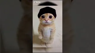 شقشق  شقشق
