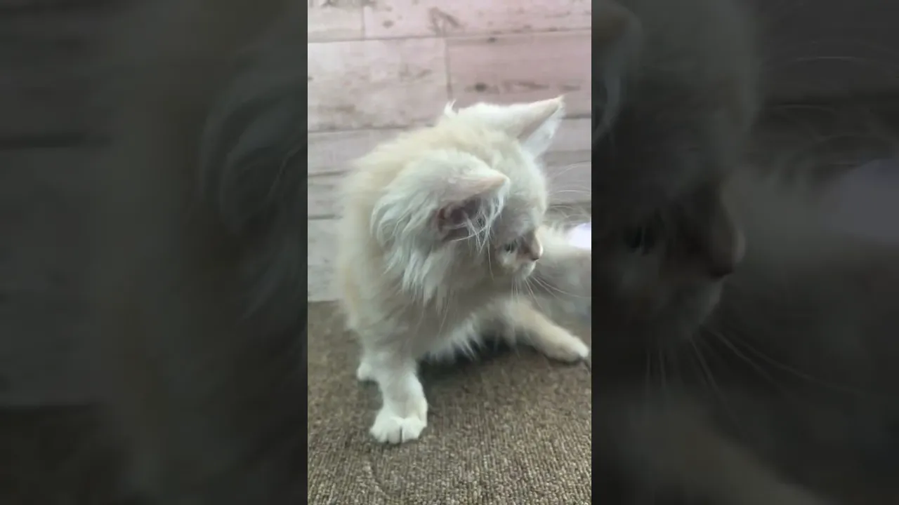 動画