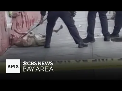 San Francisco dog attack prompts call for stricter rules for owners in city-supported housing