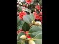 Download Lagu Amazing Camellia Flowers 2 🌹 #short #shorts #flowers #garden