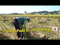 Download Lagu BURUH TANI DI KOREA SEHARI DAPAT **JUTA?!😱 KEBANYAKAN DARI LUAR NEGERI‼️ PANEN PADI DI DESA KOREA🇰🇷