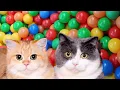 BERMAIN DENGAN KUCING LUCU | LAGU KUCING NO COPYRIGHT