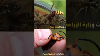 دبور غزى أمريكا الأخطر يمكنه قتل البشر 2019 