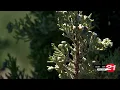 Recent precipitation brings on intense allergy season affecting Central Oregonians