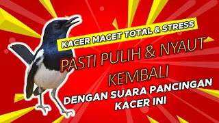 Download Kacer MACET TOTAL dan STRESS pasti akan PULIH dan NYAUT dengan suara PANCINGAN KACER ALAM ini. MP3