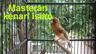 masteran kenari isian gereja ciblek kacer cililin lovebird