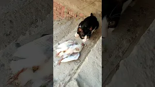 Pigeon القطه كلت الحمامه  Pigeon القطه كلت الحمامه
