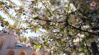 فخورا بإسلامي عبدالله المهداوي HD 