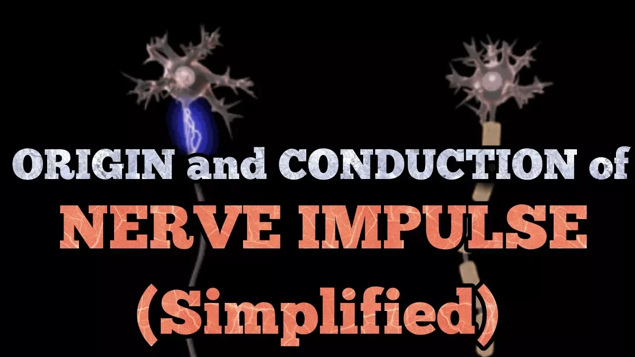 ORIGIN and CONDUCTION of nerve impulses (simplified) for NEET ,AIIMS and JIPMER.