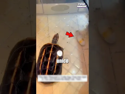 ELE VIU O SEU ÚNICO OVO QUEBRADO E DECIDIU FAZER ALGO POR ELA