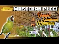 Download Lagu MASTERAN PLECI XPANDER SAMBUNG MANTENAN ⏸ masteran pleci gacor mewah #masteranpleci #plecijuara