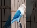 Biola vio #lovebirdkonslet #lovebird