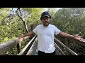 Lagu Mangrove Walk in Wynnum🇦🇺