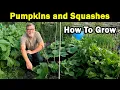 Pumpkins and Squashes How to Grow Pruning Training Feeding Green Side Up