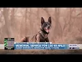 Lubbock County honors K-9 Arlo with memorial service after death during training