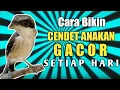 Download Lagu TIPS BIKIN CENDET ANAKAN/ TROTOL RAJIN NGERIWIK