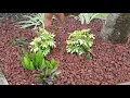 After - Fall landscape update with red lava rock