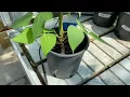 INCREASE Citizen Science Tutorial Pod Formation