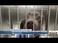 Network Neighbors launches pilot program to bring animals home with Onslow County Animal Services