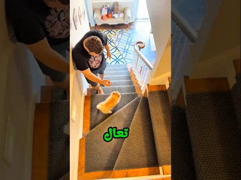 حاولوا منع كلبهم من صعود الدرج… لكن الكلب وجد طريقة ذكية 😂🐶