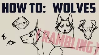 How to draw wolves - basics