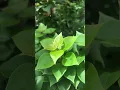 Download Lagu #liriklagu #musik #roadto1k #cover #coversong #bonsaigarden #music #plants #gardendesign #nature
