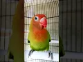 Download Lagu Si Lily love bird Lilianae Nyasa paud ngekek