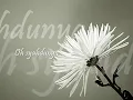 Brothers - Selamat Berjuang
