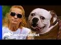 Bulldog Reunited With Family After Being Abandoned At Villalobos Pit Bulls Parolees