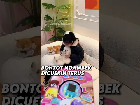 Bontot ngambek gak mau main #shorts #kucing
