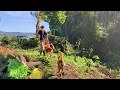 Download Lagu Tiba-tiba Hujan Deras Di Musim Kemarau - Hidup Sederhana Di hutan Mengurus Kebun - Masak Sayur liar
