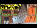 Download Lagu Pancingan perkutut ANTI GAGAL Hitungan detik Jamin nyaut
