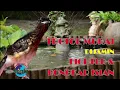 Download Lagu (PANCINGAN) TROTOL MURAI DIJAMIN FIGHTER  || BONGKAR ISIAN