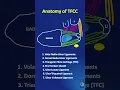 Download Lagu Shorts #31: Simplified anatomy of Triangular Fibro Cartilage Complex(TFCC) - in less than a minute