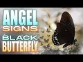 Butterfly Meanings - The Secrets of a Black Butterfly