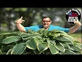 SECRETS to Growing Huge Hosta QUICKLY