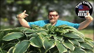 SECRETS to Growing Huge Hosta QUICKLY