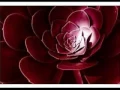 Download Lagu Sting \u0026 Cheb Mami - Desert Rose (Techno Remix)